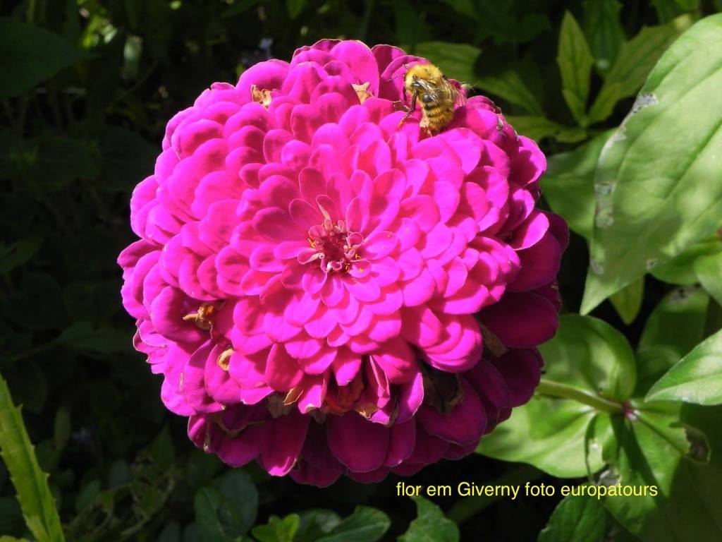 flor com abelha 2
