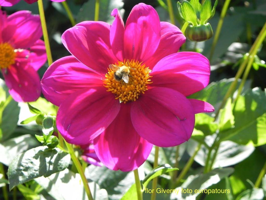 Giverny flor com abelha